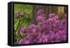 Spring Colors at Crystal Springs Rhododendron Garden, Oregon, USA-Michel Hersen-Framed Stretched Canvas