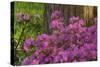 Spring Colors at Crystal Springs Rhododendron Garden, Oregon, USA-Michel Hersen-Stretched Canvas