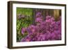 Spring Colors at Crystal Springs Rhododendron Garden, Oregon, USA-Michel Hersen-Framed Photographic Print