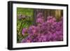 Spring Colors at Crystal Springs Rhododendron Garden, Oregon, USA-Michel Hersen-Framed Photographic Print