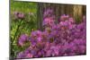 Spring Colors at Crystal Springs Rhododendron Garden, Oregon, USA-Michel Hersen-Mounted Photographic Print