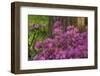 Spring Colors at Crystal Springs Rhododendron Garden, Oregon, USA-Michel Hersen-Framed Photographic Print