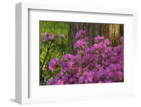 Spring Colors at Crystal Springs Rhododendron Garden, Oregon, USA-Michel Hersen-Framed Photographic Print