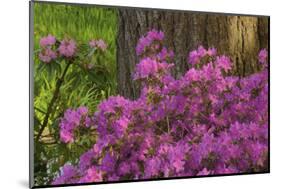 Spring Colors at Crystal Springs Rhododendron Garden, Oregon, USA-Michel Hersen-Mounted Photographic Print