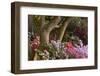 Spring Colors at Crystal Springs Rhododendron Garden, Oregon, USA-Michel Hersen-Framed Photographic Print