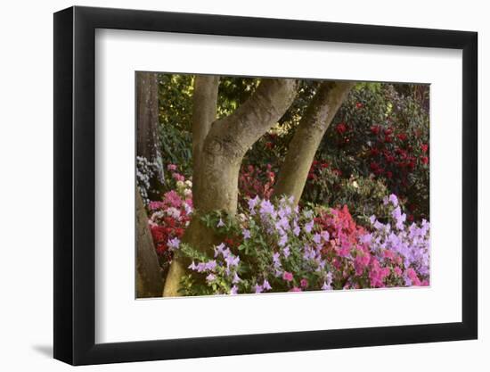 Spring Colors at Crystal Springs Rhododendron Garden, Oregon, USA-Michel Hersen-Framed Photographic Print