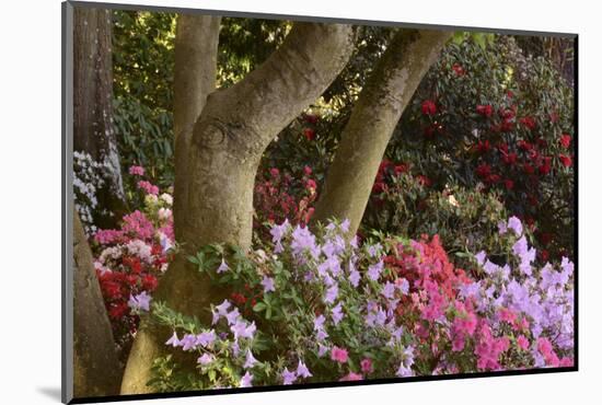 Spring Colors at Crystal Springs Rhododendron Garden, Oregon, USA-Michel Hersen-Mounted Photographic Print