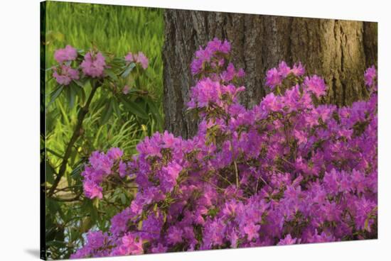 Spring Colors at Crystal Springs Rhododendron Garden, Oregon, USA-Michel Hersen-Stretched Canvas