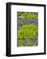 Spring colors, Chanticleer Garden, Wayne, Pennsylvania.-Darrell Gulin-Framed Photographic Print