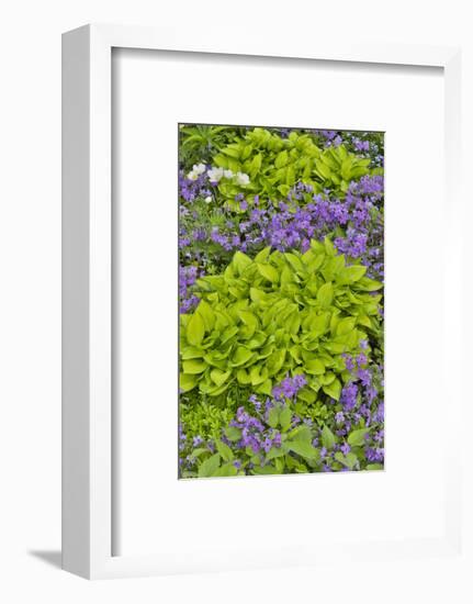 Spring colors, Chanticleer Garden, Wayne, Pennsylvania.-Darrell Gulin-Framed Photographic Print