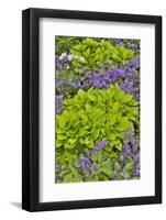 Spring colors, Chanticleer Garden, Wayne, Pennsylvania.-Darrell Gulin-Framed Photographic Print