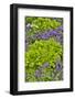 Spring colors, Chanticleer Garden, Wayne, Pennsylvania.-Darrell Gulin-Framed Photographic Print