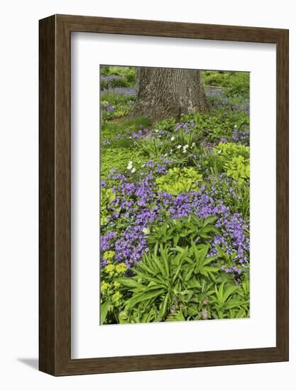 Spring colors, Chanticleer Garden, Wayne, Pennsylvania.-Darrell Gulin-Framed Photographic Print