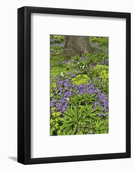 Spring colors, Chanticleer Garden, Wayne, Pennsylvania.-Darrell Gulin-Framed Photographic Print