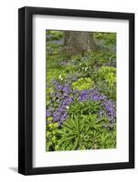 Spring colors, Chanticleer Garden, Wayne, Pennsylvania.-Darrell Gulin-Framed Photographic Print