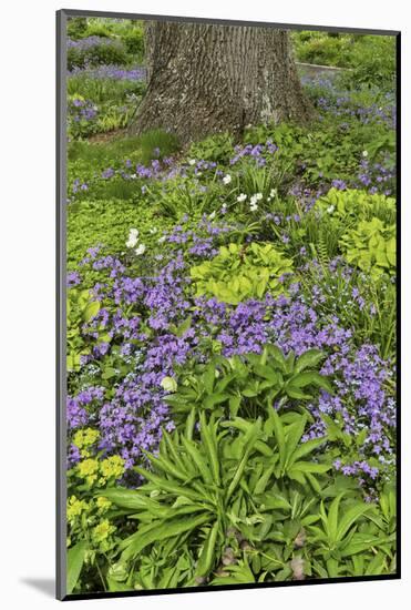 Spring colors, Chanticleer Garden, Wayne, Pennsylvania.-Darrell Gulin-Mounted Photographic Print