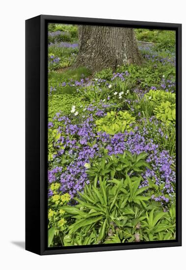 Spring colors, Chanticleer Garden, Wayne, Pennsylvania.-Darrell Gulin-Framed Stretched Canvas