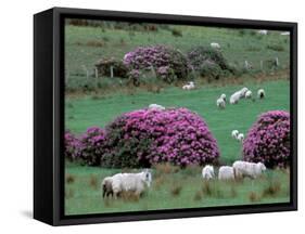 Spring Countryside with Sheep, County Cork, Ireland-Marilyn Parver-Framed Stretched Canvas