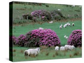 Spring Countryside with Sheep, County Cork, Ireland-Marilyn Parver-Stretched Canvas