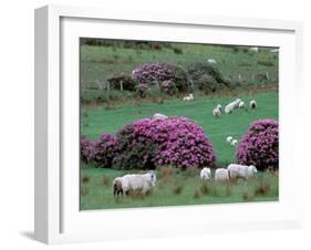 Spring Countryside with Sheep, County Cork, Ireland-Marilyn Parver-Framed Photographic Print