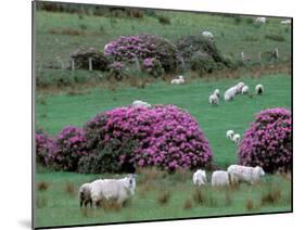 Spring Countryside with Sheep, County Cork, Ireland-Marilyn Parver-Mounted Photographic Print