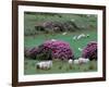 Spring Countryside with Sheep, County Cork, Ireland-Marilyn Parver-Framed Photographic Print