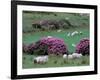 Spring Countryside with Sheep, County Cork, Ireland-Marilyn Parver-Framed Photographic Print