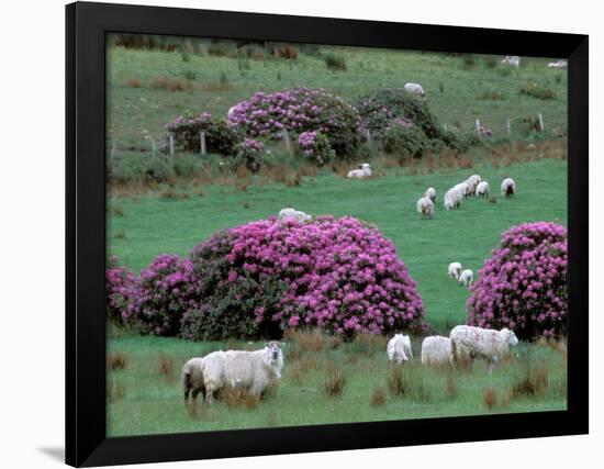 Spring Countryside with Sheep, County Cork, Ireland-Marilyn Parver-Framed Photographic Print