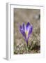 Spring Crocu, South Tyrolean Alps, Meadow, Moelten, South Tyrol, Italy-Martin Zwick-Framed Photographic Print