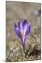 Spring Crocu, South Tyrolean Alps, Meadow, Moelten, South Tyrol, Italy-Martin Zwick-Mounted Photographic Print