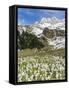 Spring Crocus, Austrian Alps, Eng Valley, Mt Lamssnspitze, Austria-Martin Zwick-Framed Stretched Canvas