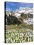 Spring Crocus, Austrian Alps, Eng Valley, Mt Lamssnspitze, Austria-Martin Zwick-Stretched Canvas
