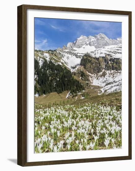 Spring Crocus, Austrian Alps, Eng Valley, Mt Lamssnspitze, Austria-Martin Zwick-Framed Premium Photographic Print