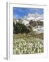 Spring Crocus, Austrian Alps, Eng Valley, Mt Lamssnspitze, Austria-Martin Zwick-Framed Premium Photographic Print