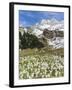 Spring Crocus, Austrian Alps, Eng Valley, Mt Lamssnspitze, Austria-Martin Zwick-Framed Premium Photographic Print