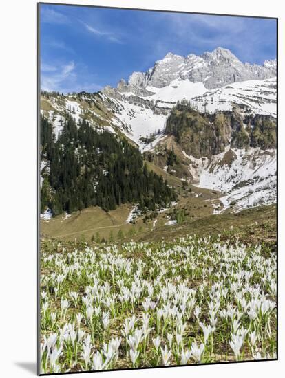 Spring Crocus, Austrian Alps, Eng Valley, Mt Lamssnspitze, Austria-Martin Zwick-Mounted Premium Photographic Print