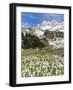 Spring Crocus, Austrian Alps, Eng Valley, Mt Lamssnspitze, Austria-Martin Zwick-Framed Photographic Print