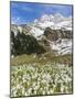 Spring Crocus, Austrian Alps, Eng Valley, Mt Lamssnspitze, Austria-Martin Zwick-Mounted Photographic Print