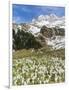Spring Crocus, Austrian Alps, Eng Valley, Mt Lamssnspitze, Austria-Martin Zwick-Framed Photographic Print