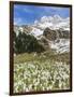 Spring Crocus, Austrian Alps, Eng Valley, Mt Lamssnspitze, Austria-Martin Zwick-Framed Photographic Print
