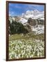 Spring Crocus, Austrian Alps, Eng Valley, Mt Lamssnspitze, Austria-Martin Zwick-Framed Photographic Print