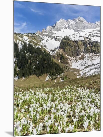 Spring Crocus, Austrian Alps, Eng Valley, Mt Lamssnspitze, Austria-Martin Zwick-Mounted Photographic Print