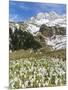 Spring Crocus, Austrian Alps, Eng Valley, Mt Lamssnspitze, Austria-Martin Zwick-Mounted Photographic Print
