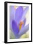 Spring Crocus, Crocus Vernus, Blossom-Andreas Keil-Framed Photographic Print