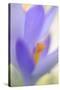 Spring Crocus, Crocus Vernus, Blossom-Andreas Keil-Stretched Canvas