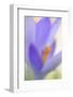 Spring Crocus, Crocus Vernus, Blossom-Andreas Keil-Framed Photographic Print