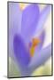 Spring Crocus, Crocus Vernus, Blossom-Andreas Keil-Mounted Photographic Print