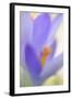 Spring Crocus, Crocus Vernus, Blossom-Andreas Keil-Framed Photographic Print