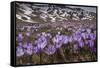 Spring crocus flowering on the Campo Imperatore, Italy-Paul Harcourt Davies-Framed Stretched Canvas