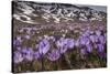 Spring crocus flowering on the Campo Imperatore, Italy-Paul Harcourt Davies-Stretched Canvas